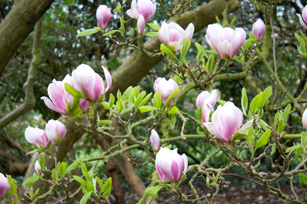 Kenwood House