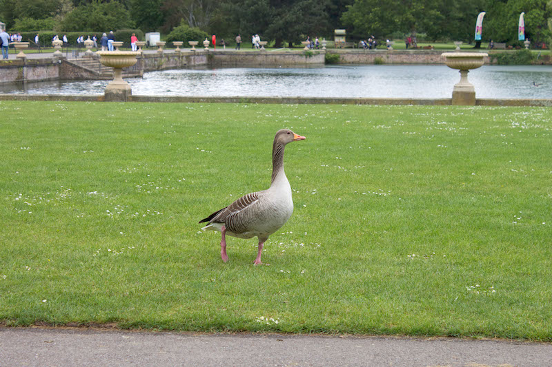 kew gardens