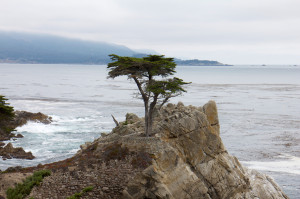 monterey cypress point lookout
