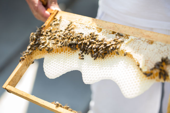 rooftop bees steigenberger herrenhof hotel