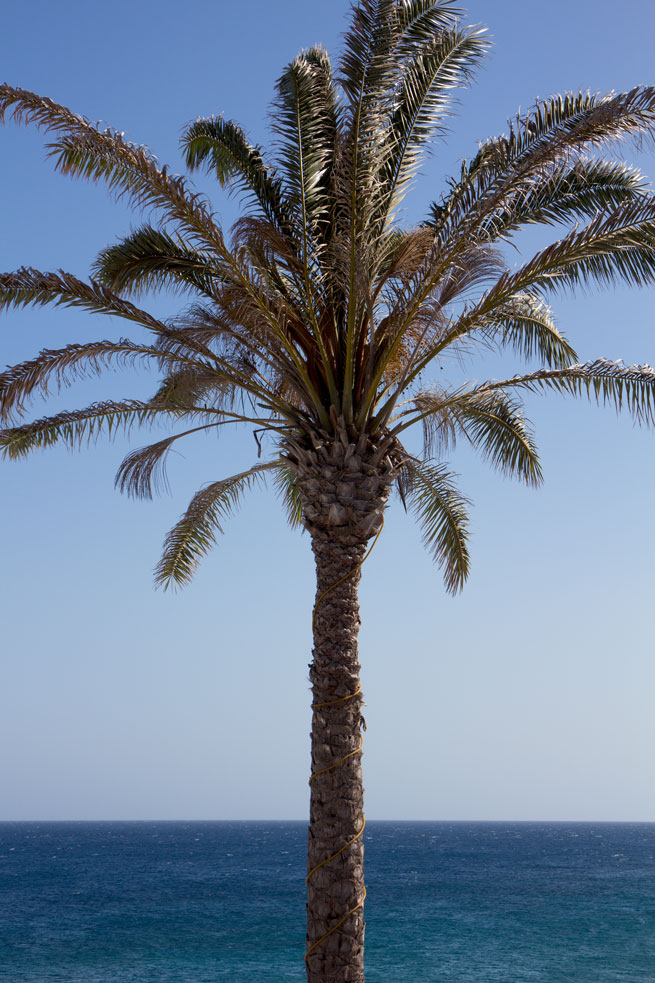 lanzarote palm tree