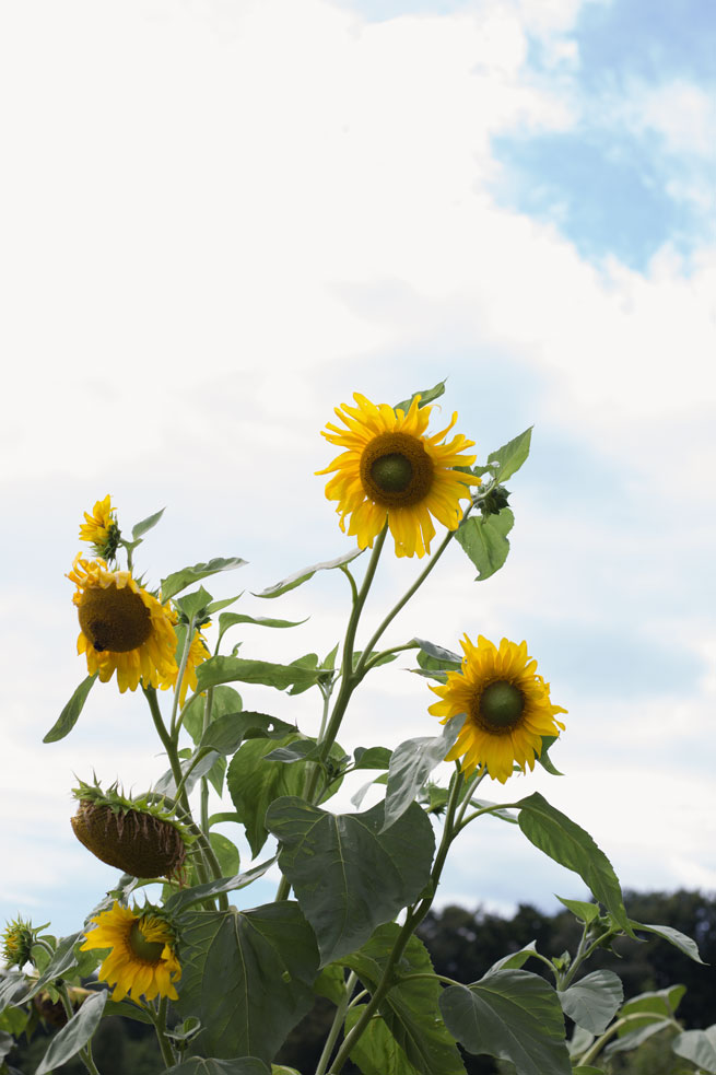sunflowers slovenia 