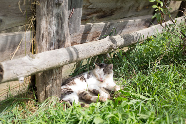 firbas slovenia cat